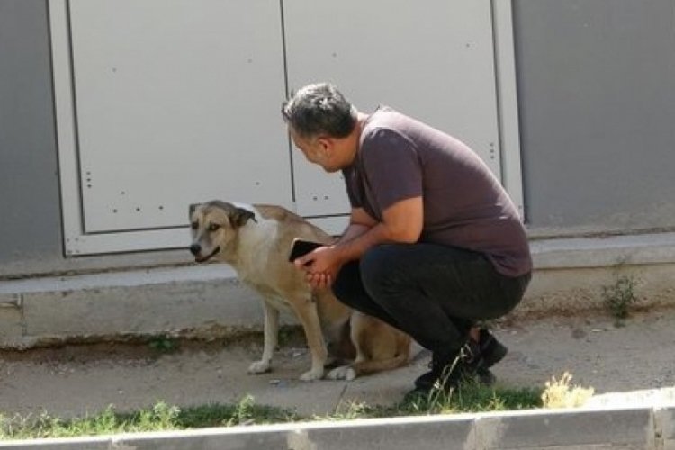 Daire 16'nın sesi duyuldu K&ouml;p&uuml;k rahat nefes aldı
