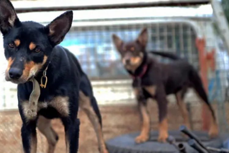 Koronavir&uuml;s bulaşmasın diye k&ouml;pekleri &ouml;ld&uuml;rd&uuml;ler!