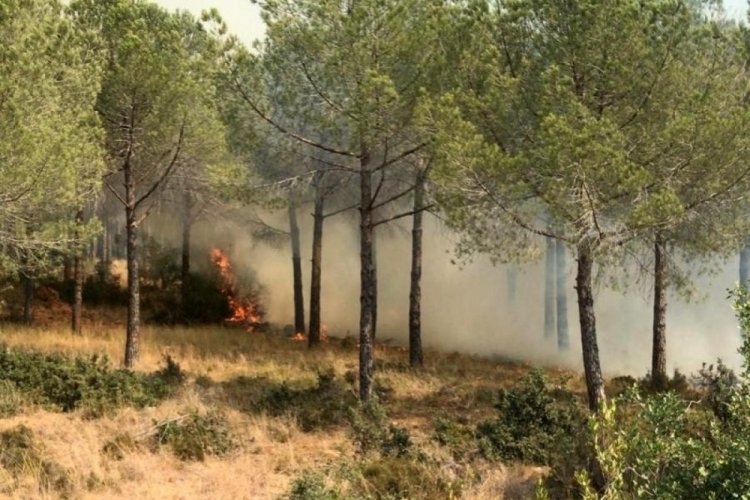 Osmaniye'de ormanlık alanda &ccedil;ıkan yangın b&uuml;y&uuml;meden s&ouml;nd&uuml;r&uuml;ld&uuml;
