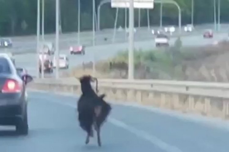Bursa'da otobana çıkan keçi, trafiği alt üst etti