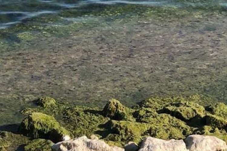 Beyşehir G&ouml;l&uuml;'nde alg patlaması yaşandı!