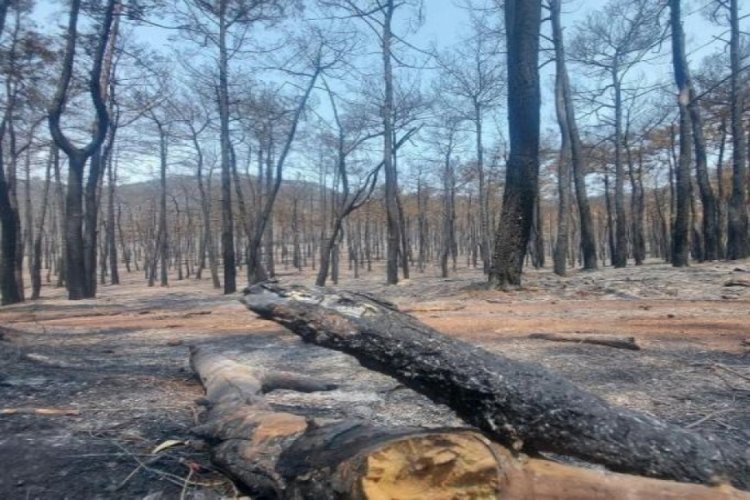 Marmaris Belediye Başkanı Oktay: Havadan m&uuml;dahale yapılsaydı bu kadar b&uuml;y&uuml;k alana yayılmazdı