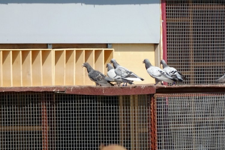 Posta g&uuml;vercini yarışmasında 60 bin liralık &ouml;d&uuml;l&uuml;n sahibi oldu