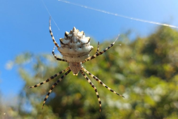 Zehir deposu örümcek Türkiye'de ortaya çıktı