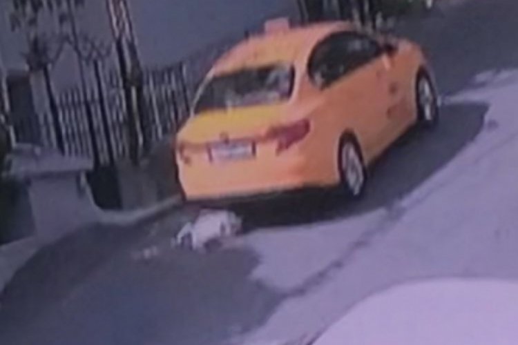 İstanbul Sarıyer'de taksicinin &ccedil;arpıp ka&ccedil;tığı kedi &ouml;ld&uuml;