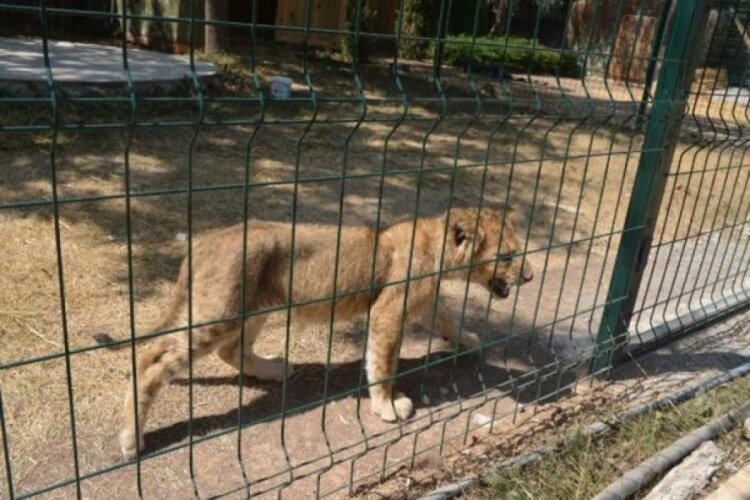 Ankara'da mahallelinin aslan k&uuml;kremesi isyanı!