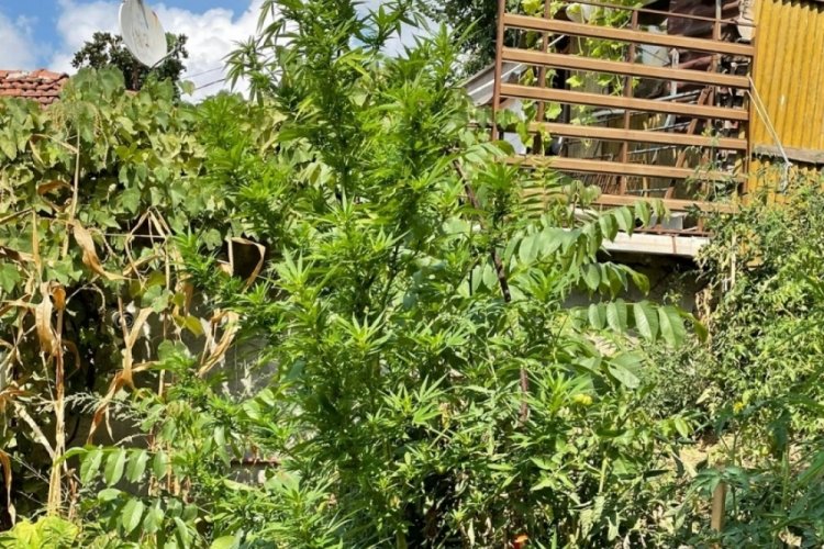 Şehrin ortasında kenevir tarlası! 19 kilo kenevir ele ge&ccedil;irildi