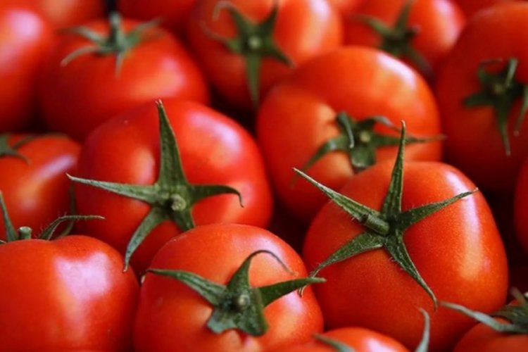 &Ouml;zbekistan'da domatesten yenilebilir aşı &ccedil;alışması