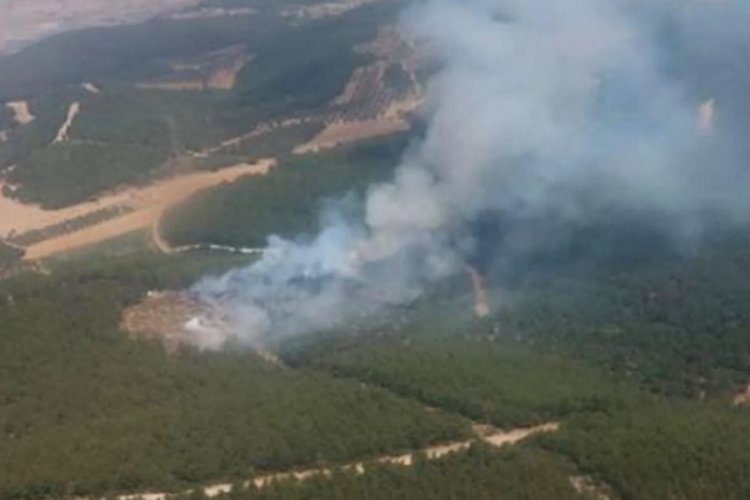 İzmir Foça'da ormanlık alanda yangın!