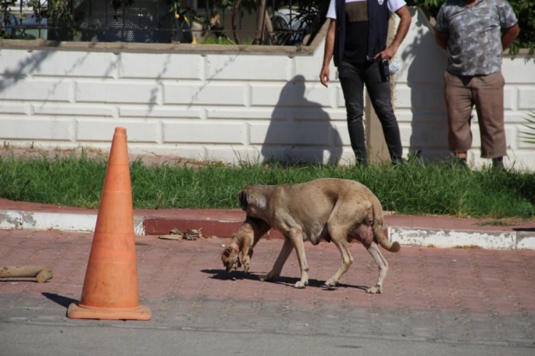 5 yavru k&ouml;pek vicdansızca katledildi! Anne k&ouml;pek yavrularını bırakamadı