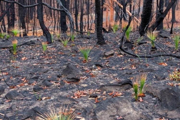 Muğla'da orman yangını &ccedil;ıkardığı iddia edilen zanlı tutuklandı