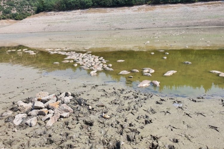 Bursa'da göletteki su çekilince balıklar öldü