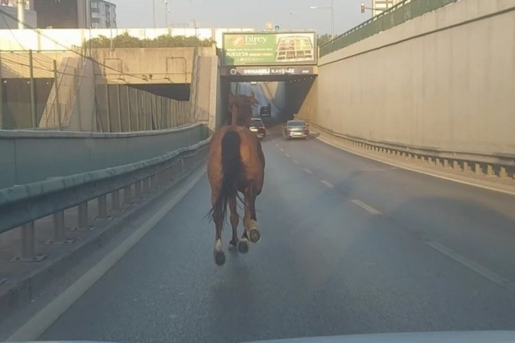 Bursa'da firar eden at trafiği alt&uuml;st etti!