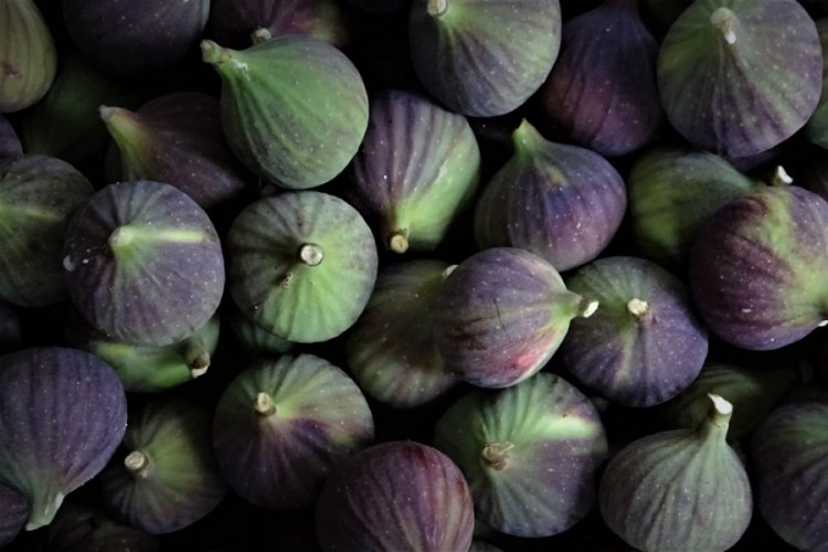 Bursa siyah incirinin ihracat yolculuğu başladı