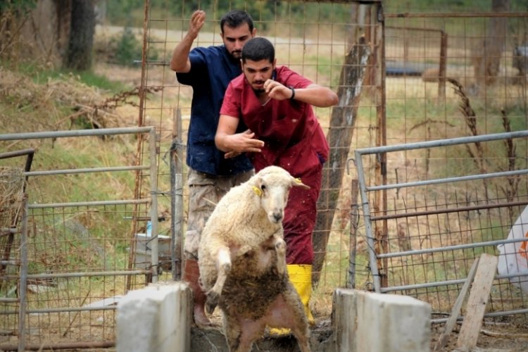 Bursa'da &ouml;ğrencilerin koyun ve ke&ccedil;ilerle imtihanı ilgin&ccedil; g&ouml;r&uuml;nt&uuml;ler ortaya &ccedil;ıkardı