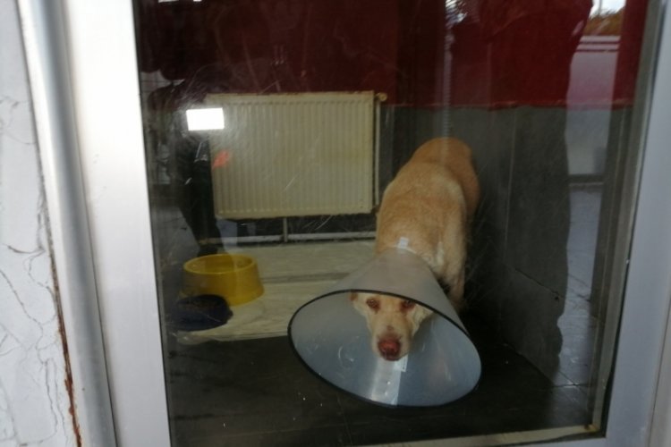 İstanbul'da emekli polis dehşet saçtı! Köpeğe kurşun yağdırdı