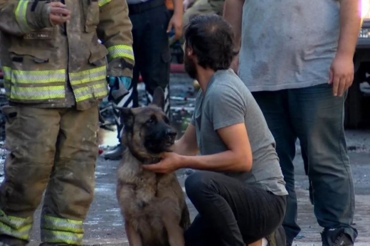 İkitelli'deki yangından anne k&ouml;pek ve yavrusu kurtarıldı