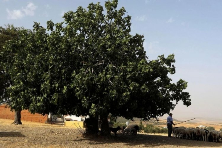 İngiltere araştırdı: T&uuml;rkiye'de 13 t&uuml;r tehdit altında