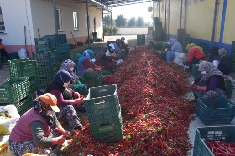 Bursa'da, "İhracatlık" sal&ccedil;a sezonu a&ccedil;ıldı
