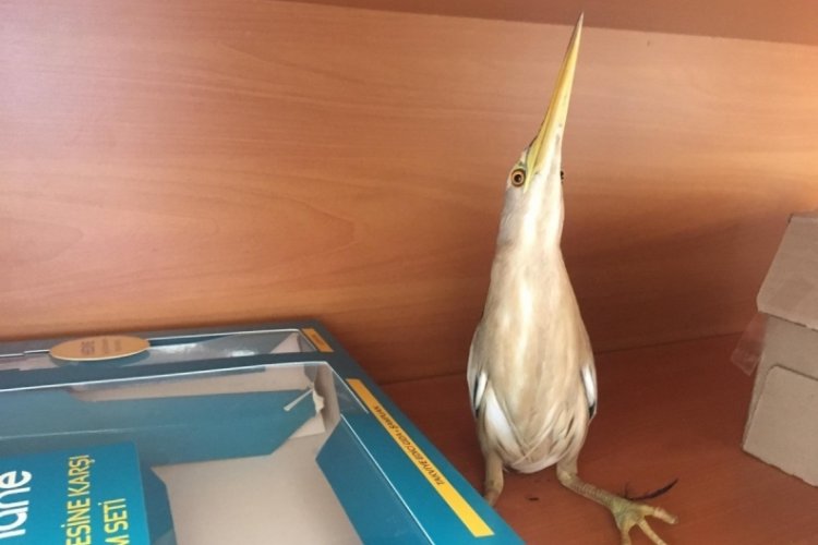 Bursa'da yaralı balaban kuşu tedavi altına alındı