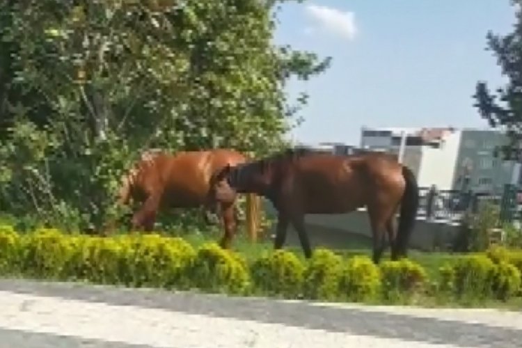 Bursa'da başıboş atlar kaldırımda y&uuml;r&uuml;y&uuml;p ara&ccedil;lar gibi anayolda ilerliyor