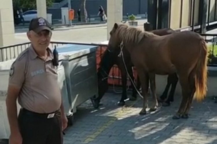 Bursa'da yollardaki başıboş atlar yakalandı