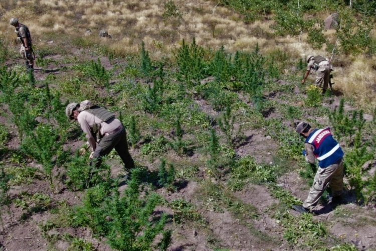 Tarlaya 'uyuşturucu' operasyonu! 1 kilo 170 gram kubar esrar ele ge&ccedil;irildi