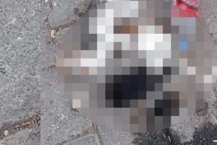 Giresun'da biri bacakları ve başı kesilmiş, ölü 2 yavru kedi bulundu!