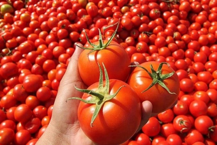 Bursa'da salçalık domates verimi yüz güldürüyor - Bursada Bugün - Bursa  bursa haber bursa haberi bursa haberleri Bursa