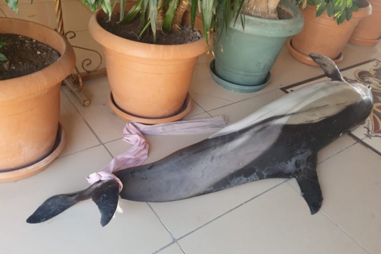 Bursa'da &ccedil;ay bah&ccedil;esinin sahiline &ouml;l&uuml; yunus balığı vurdu