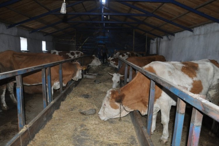 Kars'ta ş&uuml;pheli hayvan &ouml;l&uuml;mleri &ccedil;evre halkını korkuttu