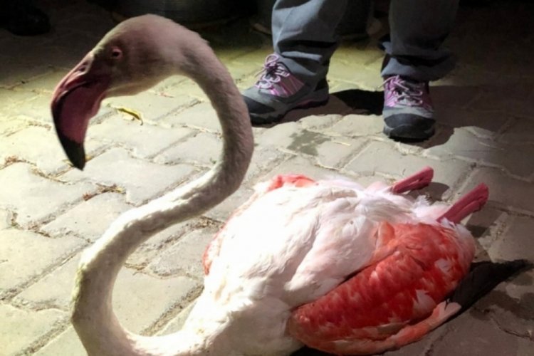 &Ccedil;anakkale'de yorgun d&uuml;şen flamingo tedavi altına alındı