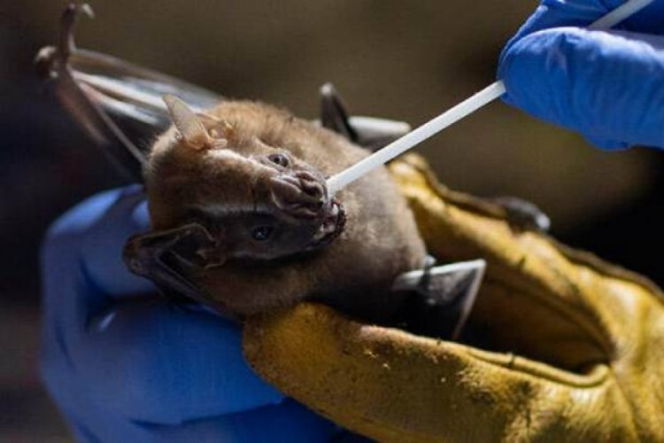 12 yaşındaki &ccedil;ocuk, yarasa kaynaklı Nipah vir&uuml;s&uuml; y&uuml;z&uuml;nden hayatını kaybetti