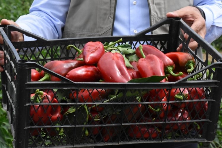 Bursa'da kapya biber &uuml;reticisinin y&uuml;z&uuml;n&uuml; g&uuml;ld&uuml;rd&uuml;
