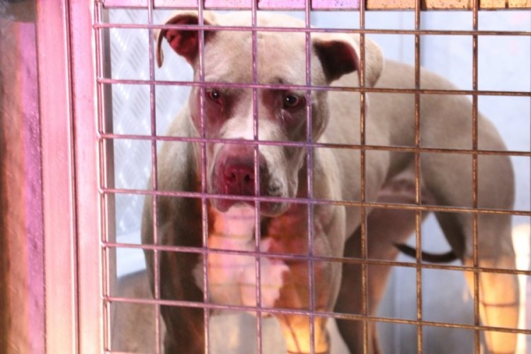Sivas'ta pitbull, polis memuru ve gece bek&ccedil;isine saldırdı