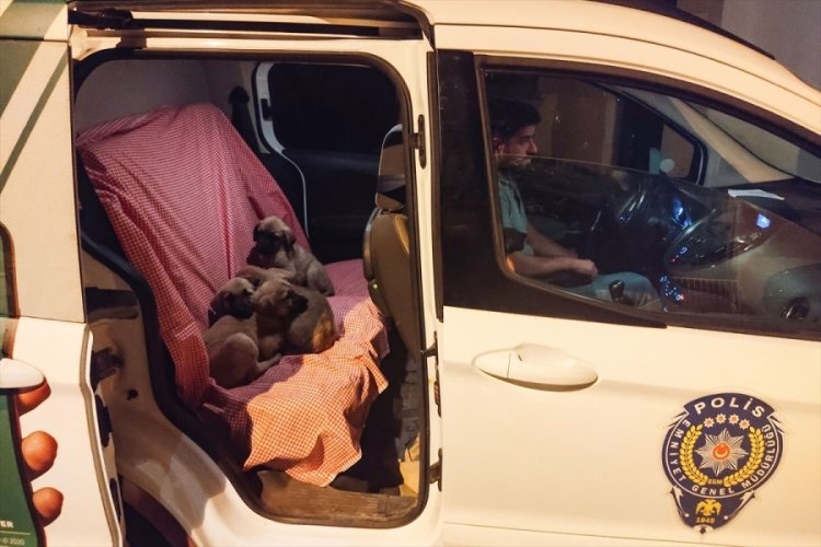 Torbaya konulup &ouml;l&uuml;me terk edilen k&ouml;pekler kurtarıldı