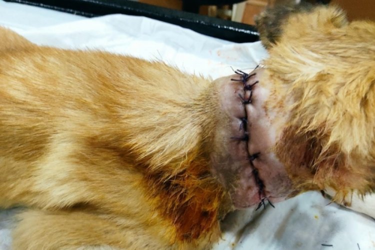 Gaziantep'te bir k&ouml;pek boğazı kesik halde bulundu