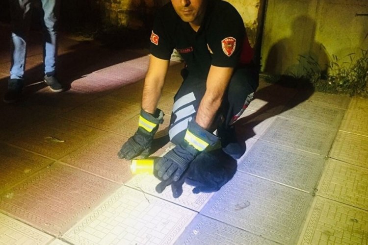 Tokat'ta kafası konserve kutusuna sıkışan kedi kurtarıldı