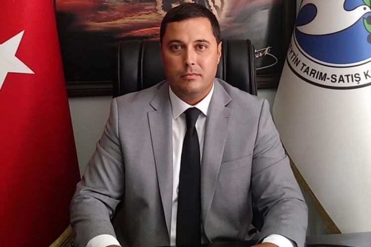 Bursa'da zeytinde rekolte beyan alımları s&uuml;r&uuml;yor