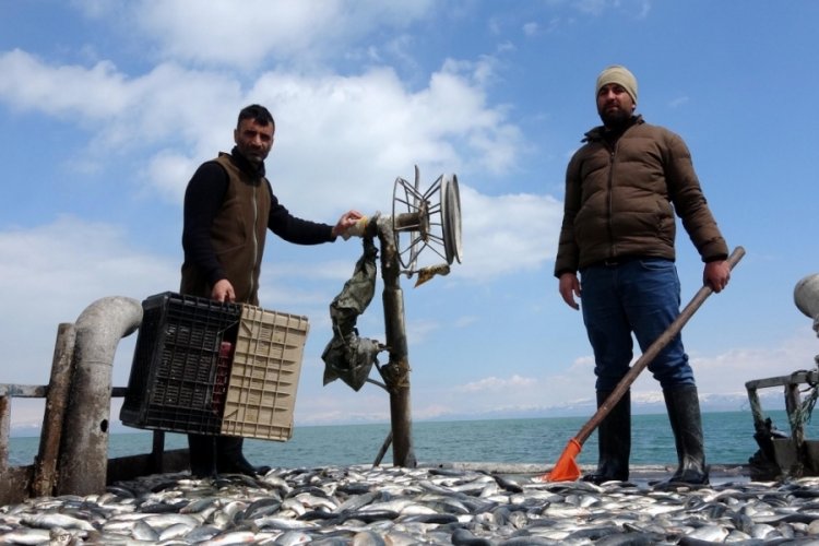İnci kefali pop&uuml;lasyonunda artış!