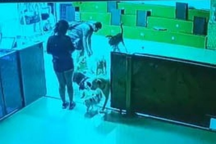 İstanbul'da k&ouml;pek otelinde dehşete d&uuml;ş&uuml;ren olay! B&uuml;y&uuml;k k&ouml;peğin saldırısına uğradı