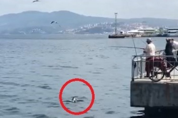 Bursa Mudanya'da oltaya balık yerine martı takıldı