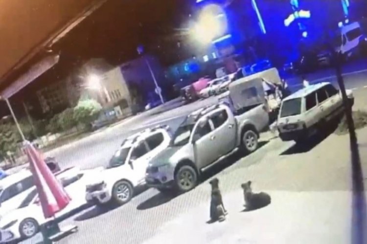 Artvin'de sokak k&ouml;peklerine işkence eden belediye &ccedil;alışanına ceza verildi