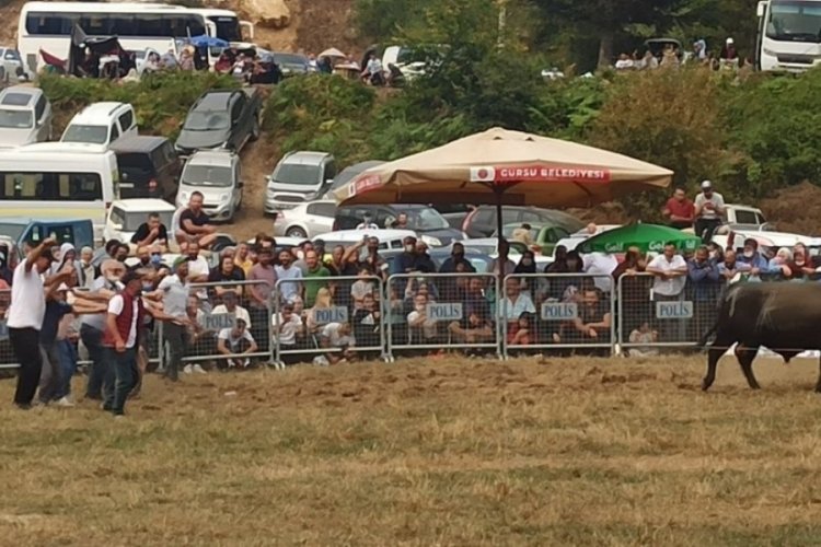 Bursa'da düzenlenen boğa güreşleri İspanya arenalarını aratmadı