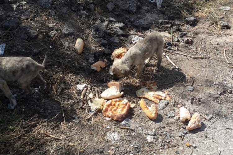 Ankara'da 30'a yakın yavru k&ouml;pek yol kenarına terk edildi