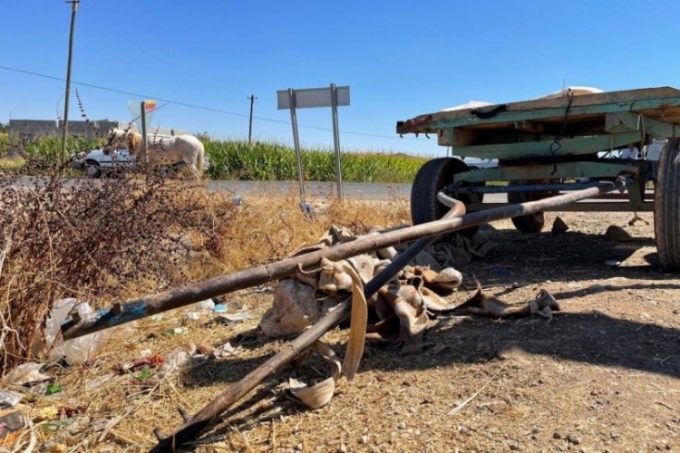 Şanlıurfa'da yaralanan at &ouml;l&uuml;me terk edildi