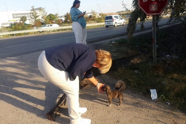 Ankara'da yol kenarına terk edilen 20 köpek arabaların altında can verdi