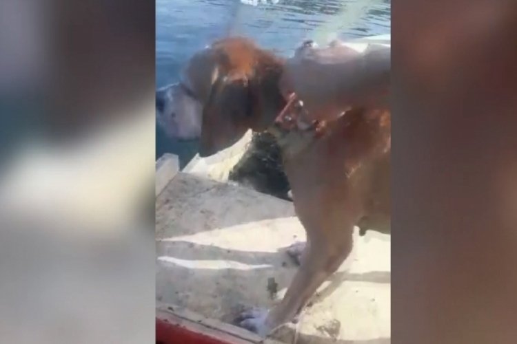 Bursa'da denizde boğulmak &uuml;zere olan k&ouml;peği balık&ccedil;ılar son anda kurtardı