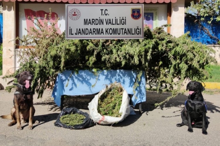 Mardin'de narkotik köpekler 11 kilo esrar buldu