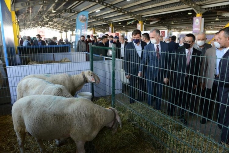 Bursa İnegöl'de Küçükbaş Hayvancılık Festivali başladı